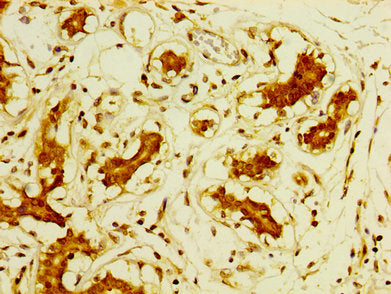 DPP9 Antibody
