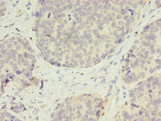 VASH2 Antibody