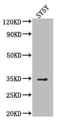 VASH2 Antibody