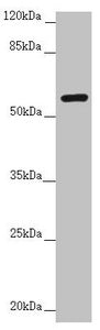 CEP57 Antibody