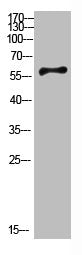 CYP26B1 Antibody
