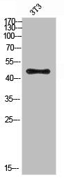 Acetyl-E2F3 (Lys168) Antibody