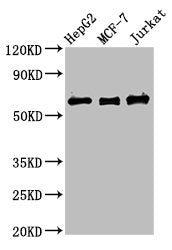 PRUNE1 Antibody