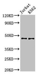 LDB1 Antibody