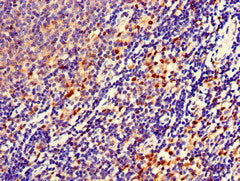 FERMT3 Antibody