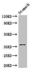 PIM3 Antibody