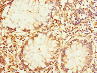 IQGAP3 Antibody