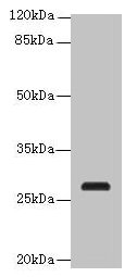 C17orf64 Antibody