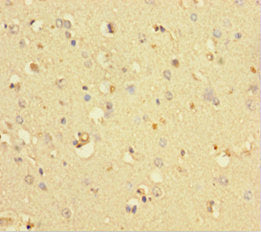 COMMD6 Antibody