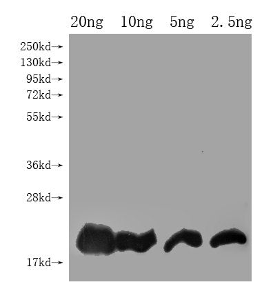 DEFB128 Antibody