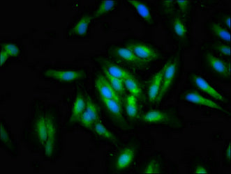 DTX1 Antibody