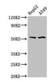 SPRED1 Antibody