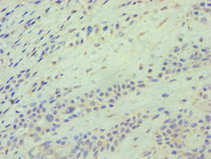 ATG9A Antibody
