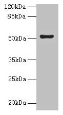 SLC46A3 Antibody