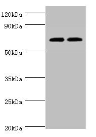 APBB1IP Antibody