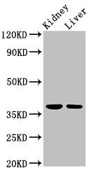 TAF8 Antibody