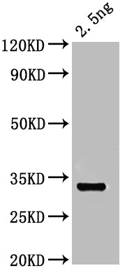 otop1 Antibody