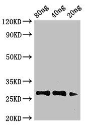 Major pollen allergen Art v 1 Antibody