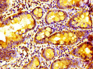 ALYREF Antibody