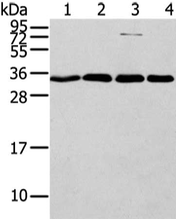 CBX7 Antibody