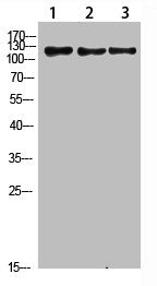 FIG4 Antibody