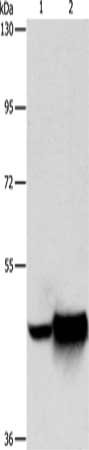 MAPT Antibody