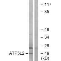 ATP5L2 Antibody