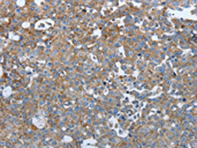 PTPRJ Antibody