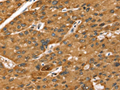 STARD5 Antibody