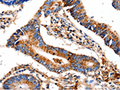 COX8A Antibody