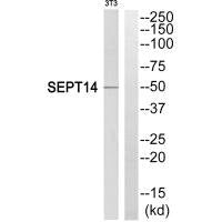 SEPT14 Antibody