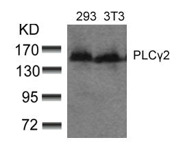 PLCG2 (Ab-753) Antibody