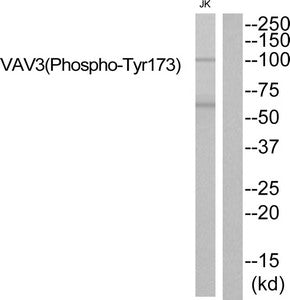 Phospho-VAV3 (Tyr173) Antibody