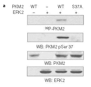 Phospho-PKM (Ser37) Antibody