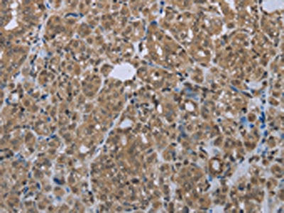 SMAD4 Antibody