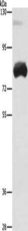 OAS2 Antibody