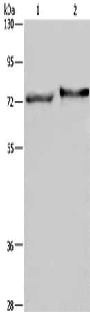 TRIM29 Antibody