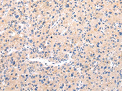 MUC7 Antibody