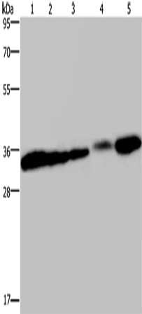 CLDN23 Antibody