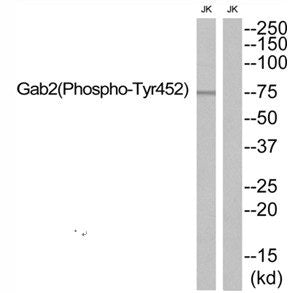Phospho-GAB2 (Tyr452) Antibody