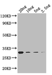 GIF1 Antibody