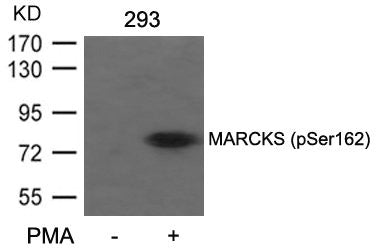 Phospho-MARCKS (Ser162) Antibody