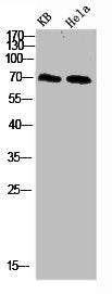 PRC1 Antibody