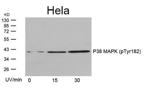Phospho-MAPK14 (Tyr182) Antibody