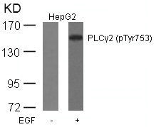 Phospho-PLCG2 (Tyr753) Antibody