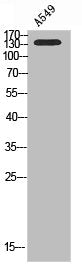 PIK3C2G Antibody