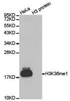 Histone H3K36me1 Antibody