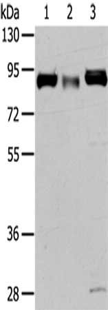 CUL4A Antibody