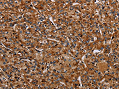 NDUFA8 Antibody
