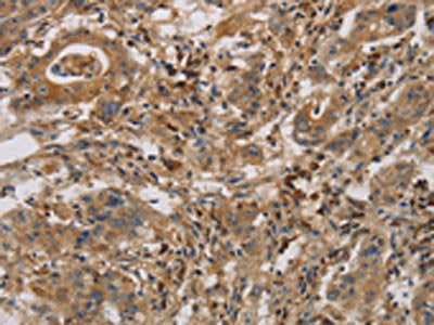 CASP9 Antibody